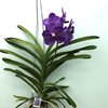 ВАНДА (VANDA Somsri Glory Blue) 